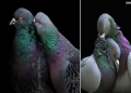 Step-by-Step Guide to Photographing 2 Unique Types of Birds