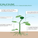 Jordan Plant Problems and Solutions: Quick Fixes for Common Plant Issues!